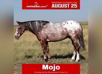 Pony of the Americas, Gelding, 6 years, 14 hh