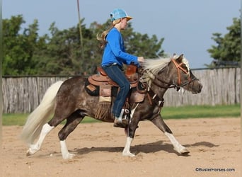 Pony of the Americas, Gelding, 6 years, 9,3 hh, Bay