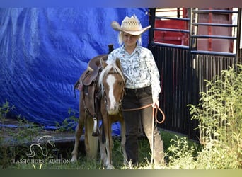 Pony of the Americas, Wallach, 6 Jahre, 9 hh, Palomino