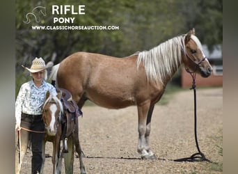 Pony of the Americas, Wallach, 6 Jahre, 9 hh, Palomino