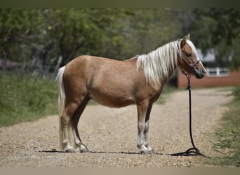 Pony of the Americas, Wallach, 6 Jahre, 9 hh, Palomino