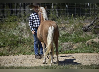 Pony of the Americas, Gelding, 6 years, 9 hh, Palomino