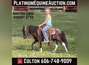 Pony of the Americas, Gelding, 6 years, 9 hh, Tobiano-all-colors