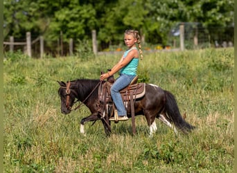Pony of the Americas, Gelding, 6 years, 9 hh, Tobiano-all-colors