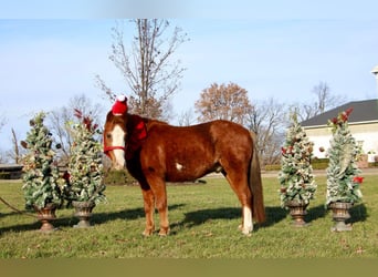 Pony of the Americas, Gelding, 6 years, Sorrel