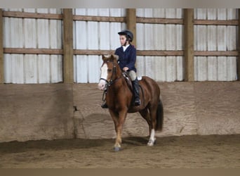 Pony of the Americas, Gelding, 6 years, Sorrel