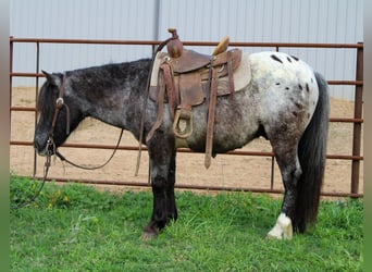 Pony of the Americas, Gelding, 7 years, 11.3 hh