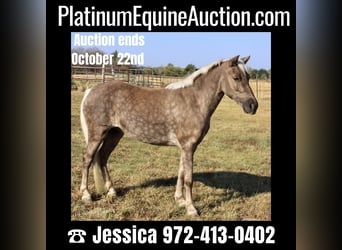 Pony of the Americas, Gelding, 7 years, 11 hh, Gray