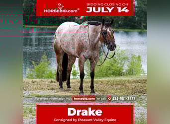 Pony of the Americas, Gelding, 7 years, 14.2 hh Pony of the Americas, Gelding, 7 years, 14.2 hh