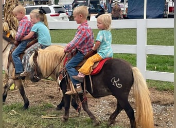 Pony of the Americas, Gelding, 7 years, 9,1 hh, Brown