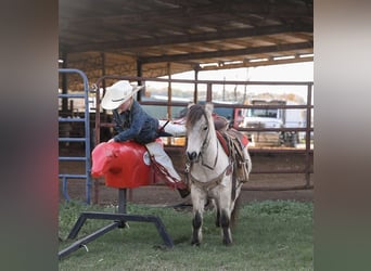 Pony of the Americas, Gelding, 7 years, Buckskin