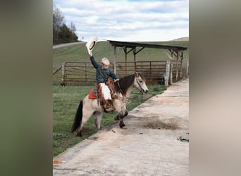 Pony of the Americas, Gelding, 7 years, Buckskin