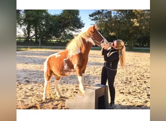 Pony of the Americas, Gelding, 8 years, 10 hh, Tobiano-all-colors