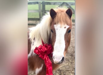 Pony of the Americas, Gelding, 8 years, 10 hh, Tobiano-all-colors