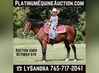 Pony of the Americas, Gelding, 8 years, 13,1 hh, Bay