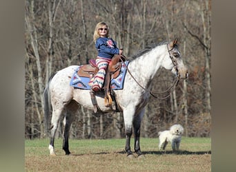 Pony of the Americas, Gelding, 8 years, 14.1 hh, Gray