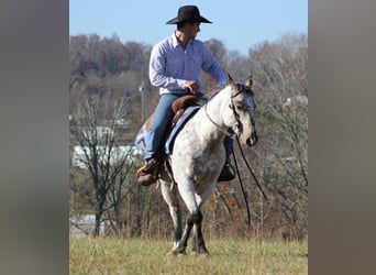 Pony of the Americas, Gelding, 8 years, 14.1 hh, Gray