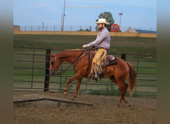 Pony of the Americas, Gelding, 8 years, 14.2 hh, Sorrel