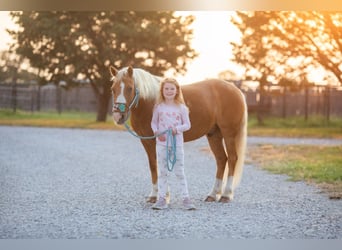 Pony of the Americas, Gelding, 8 years, Palomino