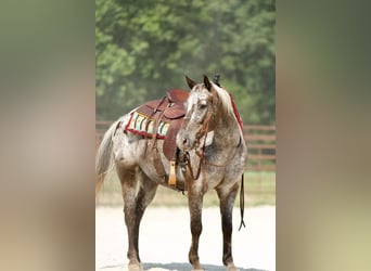 Pony of the Americas, Gelding, 9 years, 13.2 hh, Gray