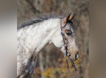 Pony of the Americas, Gelding, 9 years, 14.1 hh, Gray
