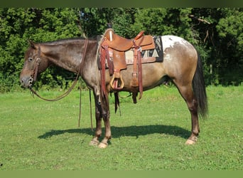 Pony of the Americas, Wallach, 9 Jahre, 14,2 hh, Dunkelfuchs