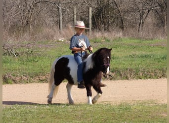 Pony of the Americas, Gelding, 9 years, 9.1 hh, Tobiano-all-colors