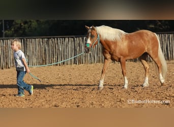 Pony of the Americas, Gelding, 9 years, Palomino