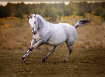 Pony of the Americas, Hengst, 18 Jaar, 136 cm, Appaloosa
