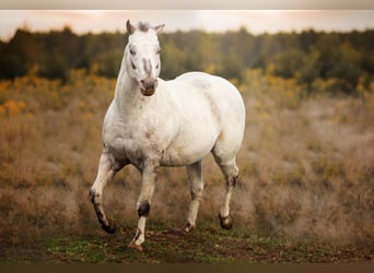 Pony of the Americas, Hengst, 18 Jahre, 136 cm, Tigerschecke