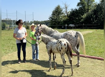 Pony of the Americas, Hengst, 1 Jaar, 135 cm, Appaloosa