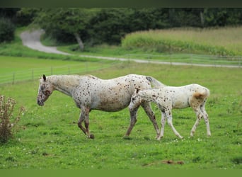 Pony of the Americas, Hengst, 1 Jahr, 135 cm, Tigerschecke