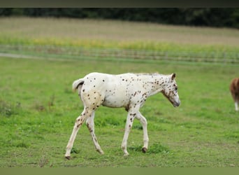 Pony of the Americas, Hengst, 1 Jahr, 135 cm, Tigerschecke