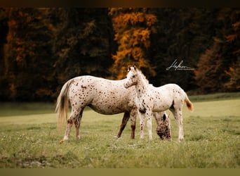 Pony of the Americas, Hengst, 1 Jahr, 135 cm, Tigerschecke