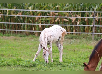 Pony of the Americas, Hengst, 1 Jahr, 135 cm, Tigerschecke