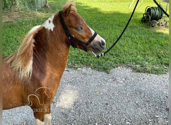 Pony of the Americas, Hengst, 1 Jahr, 71 cm, Rotfuchs