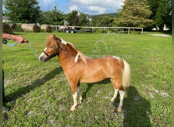 Pony of the Americas, Hengst, 1 Jahr, 71 cm, Rotfuchs