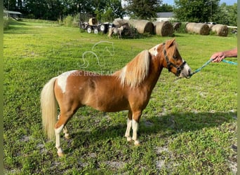 Pony of the Americas, Hengst, 1 Jahr, 71 cm, Rotfuchs