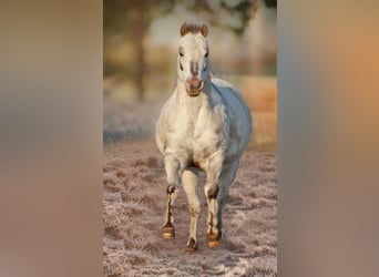 Pony of the Americas, Hengst, 21 Jahre, 135 cm, Dunkelfuchs