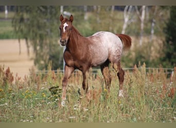 Pony of the Americas, Hengst, 3 Jaar