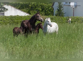 Pony of the Americas, Hengst, 3 Jaar