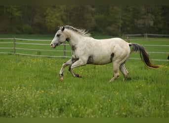 Pony of the Americas, Hengst, 3 Jahre, 140 cm, Tigerschecke