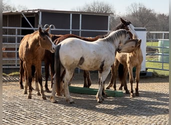 Pony of the Americas, Hengst, 3 Jahre, 140 cm, Tigerschecke