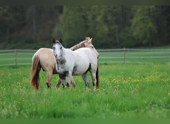 Pony of the Americas, Hengst, 3 Jahre, 140 cm, Tigerschecke