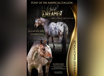 Pony of the Americas, Hengst, 3 Jahre