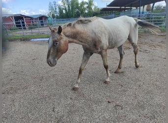 Pony of the Americas, Hengst, 5 Jaar, 146 cm, Schimmel