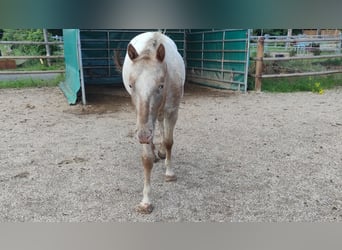 Pony of the Americas, Hengst, 5 Jahre, 146 cm, Schimmel