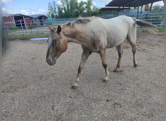Pony of the Americas, Hengst, 5 Jahre, 146 cm, Schimmel