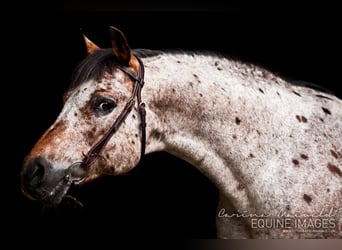 Pony of the Americas, Hengst, 25 Jahre, 142 cm, Brauner