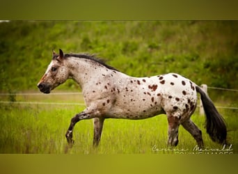 Pony of the Americas, Hengst, 24 Jaar, 142 cm, Brauner
